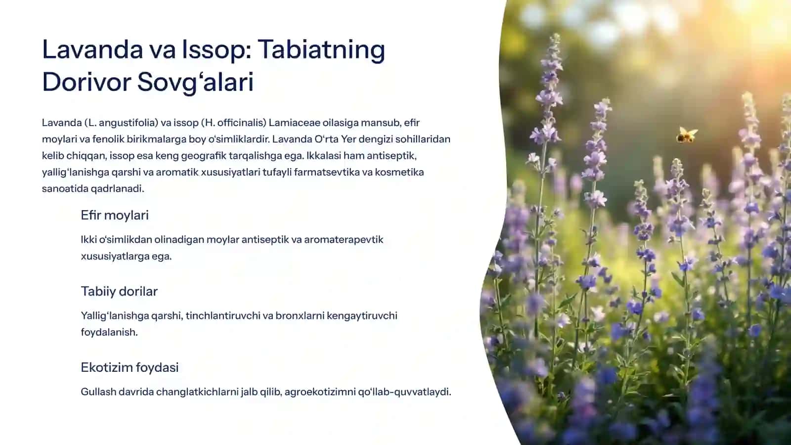 Dorivor Lavanda va Issop Yetishtirish: Shifobaxsh O‘simliklarning Sirli Dunyo 3