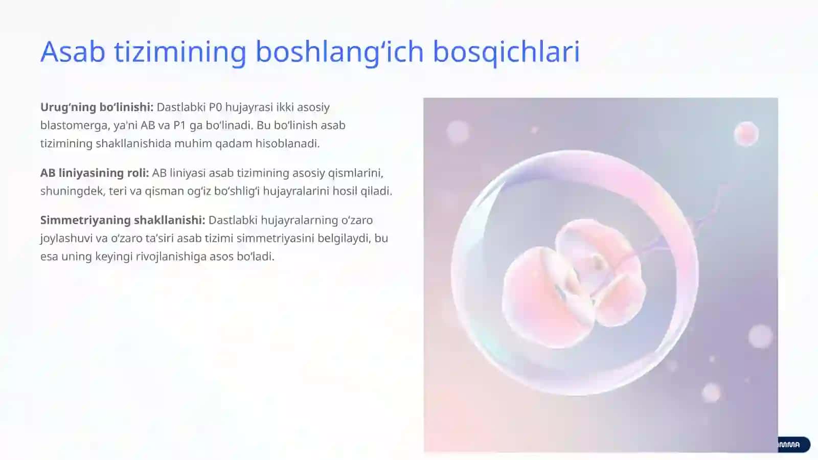 Asab Tizimining Ontogenezi: Rivojlanish Yoʻli va Tuzilishi 3