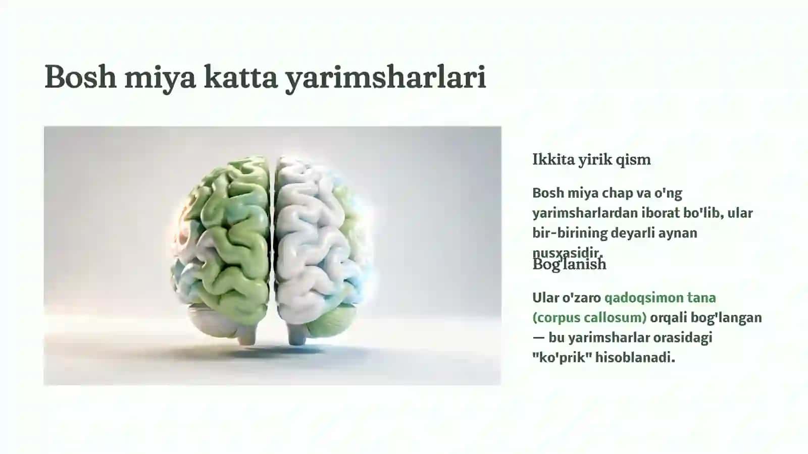 Bosh miya katta yarimsharlarining tuzilishi 3