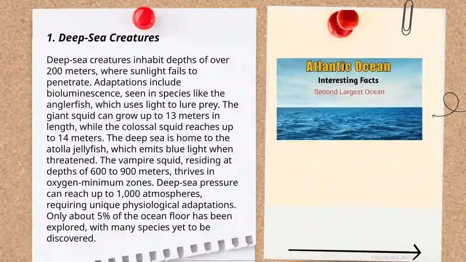 Deep-Sea Creatures 3