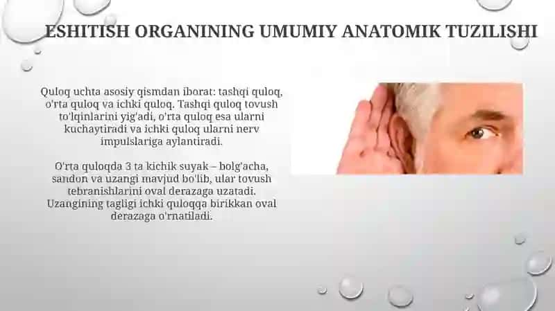 Eshitish organining innervatsiyasi 3