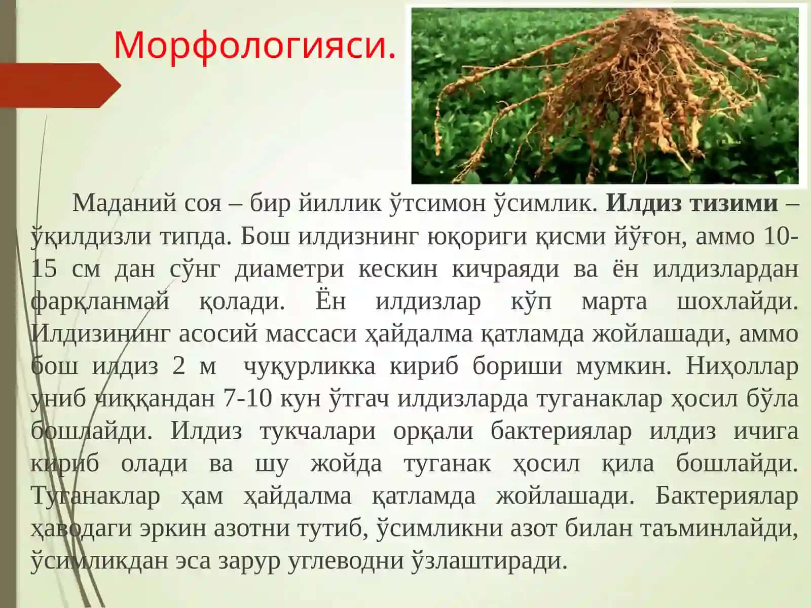 СОЯ-СИСТЕМАТИКАСИ ВАМОРФОЛОГИК БЕЛГИЛАРИ 3