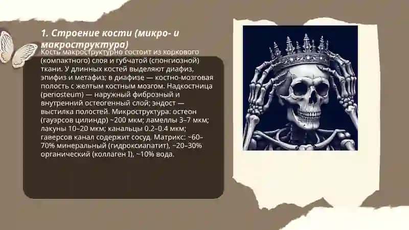 Кость 3