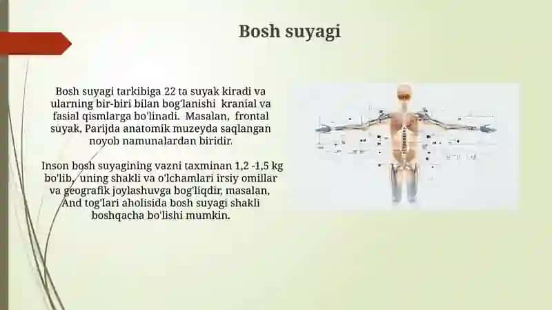 Tayanch-harakat apparati.Osteologiya va miologiya haqida ta'limot 3