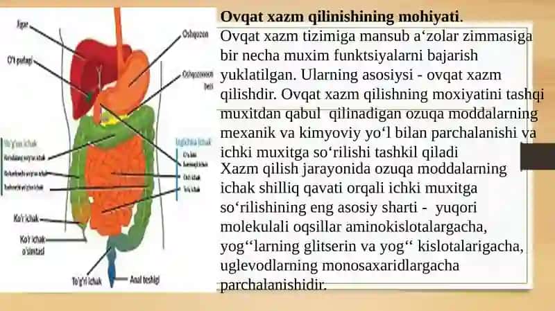 Ovqat hazm qilish sistemasi va uning fiziologiyasi 3