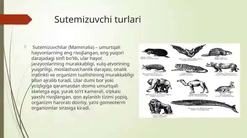 O’zbekiston “Qizilkitob”iga kirtilgan sutemizuvchi hayvonlar 3
