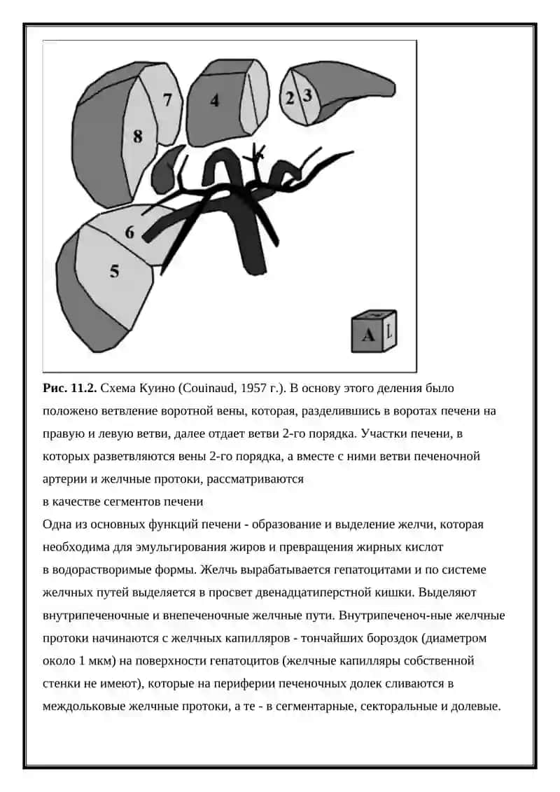 ЛУЧЕВОЙ ДИАГНОСТИКА ЗАБОЛЕВАНИЯ ПЕЧЕНИ 3