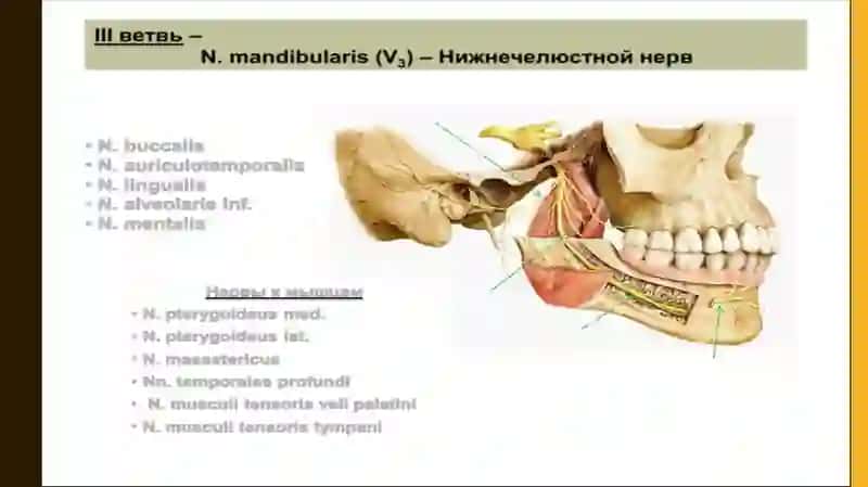 Uch shoxli nerv (n.mandibularis) 3