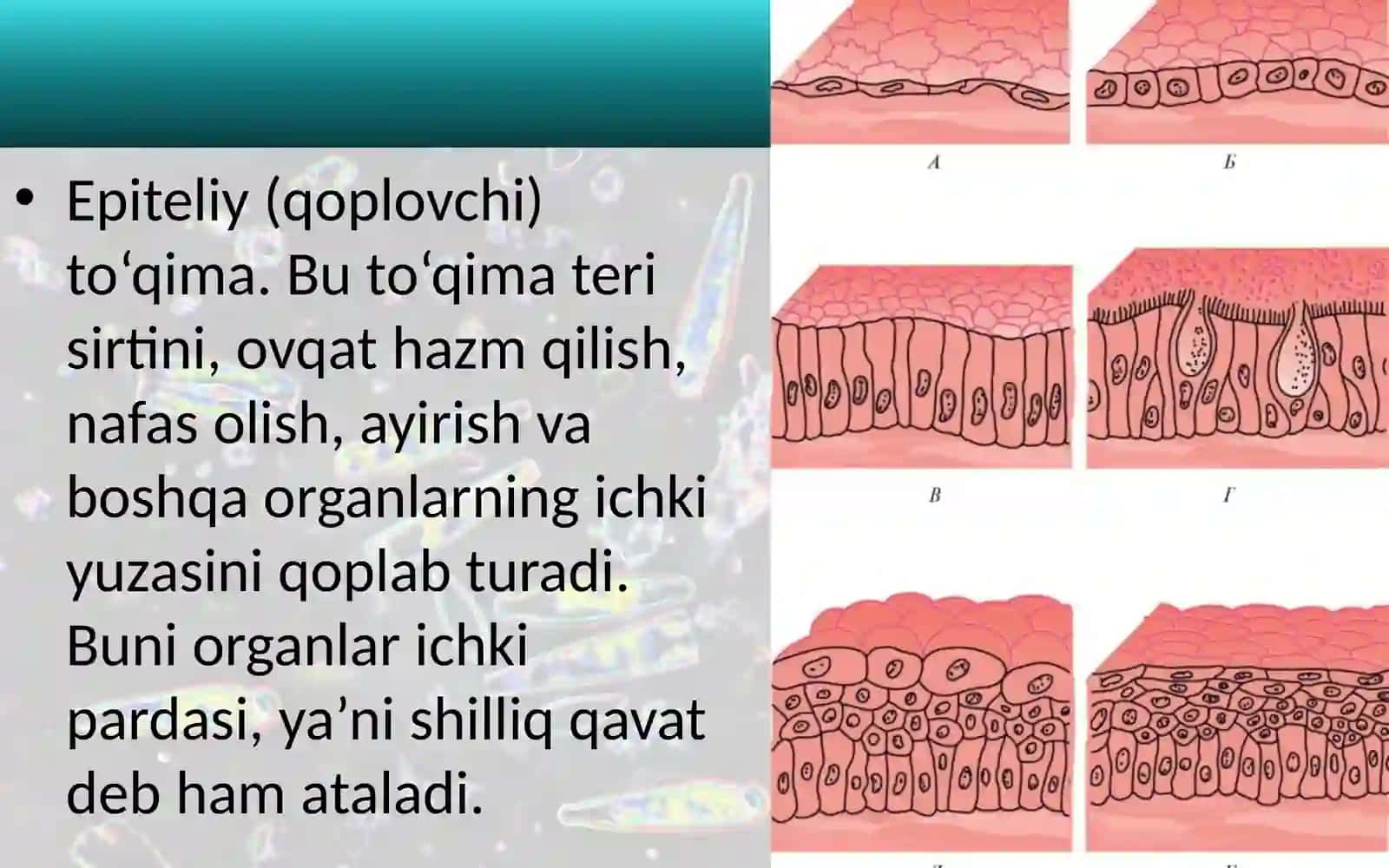 To'qimalar, organlar va organlar sistemasi 3