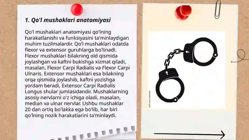 Qo'l mushaklari anatomiyasi 3
