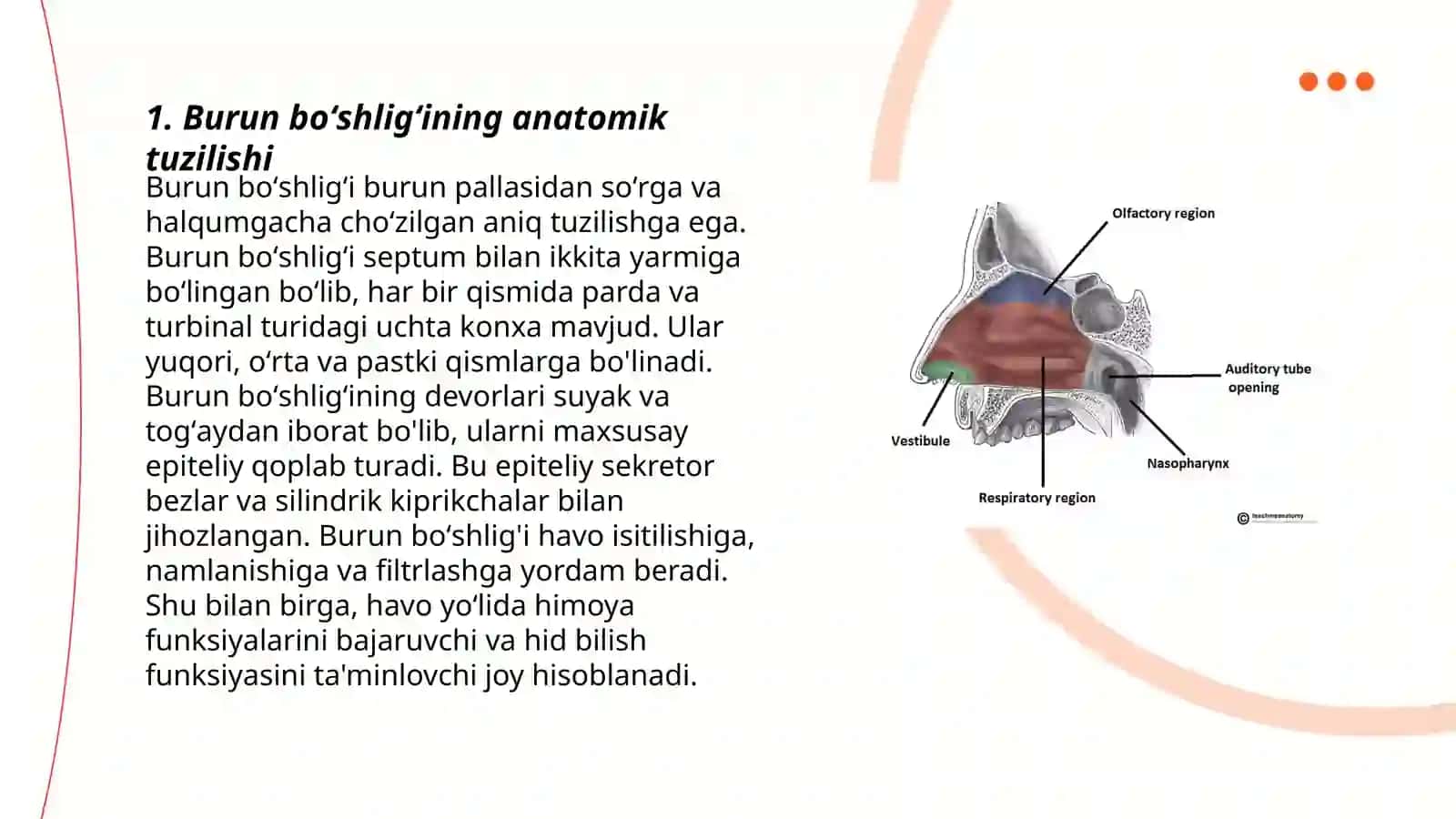 Burun boʻshligʻining tuzilishi va uning yoshga xos oʻzgarishlari 3