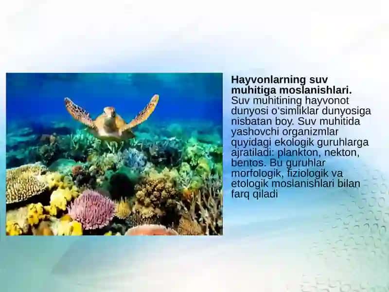 Muhit omillari va ularning tasnifi 3