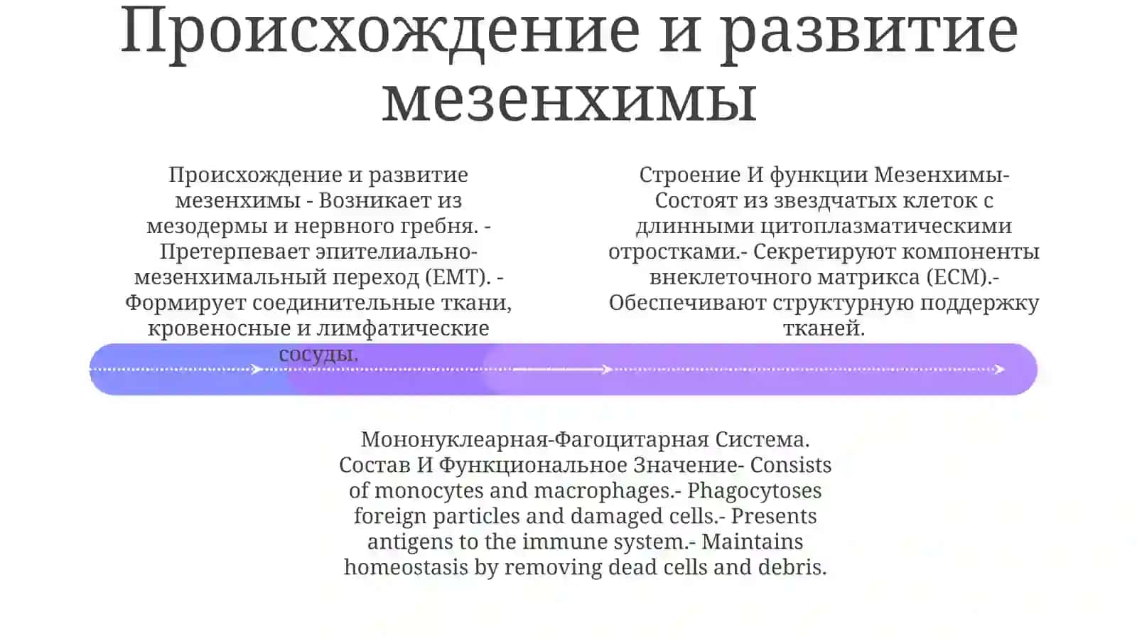 Строение И Функции Мезенхимы. Мононуклеарная-Фагоцитарная Система. Состав ИФункциональноеЗначение 3