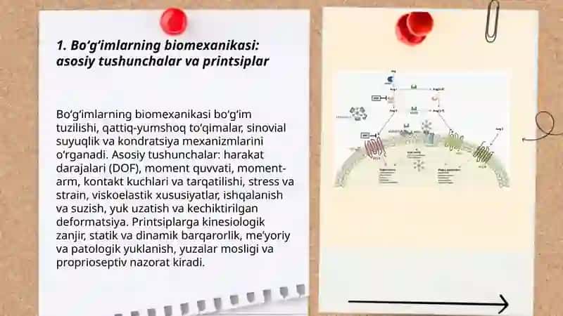 Boʻgʻimlarning biomexanikasi 3