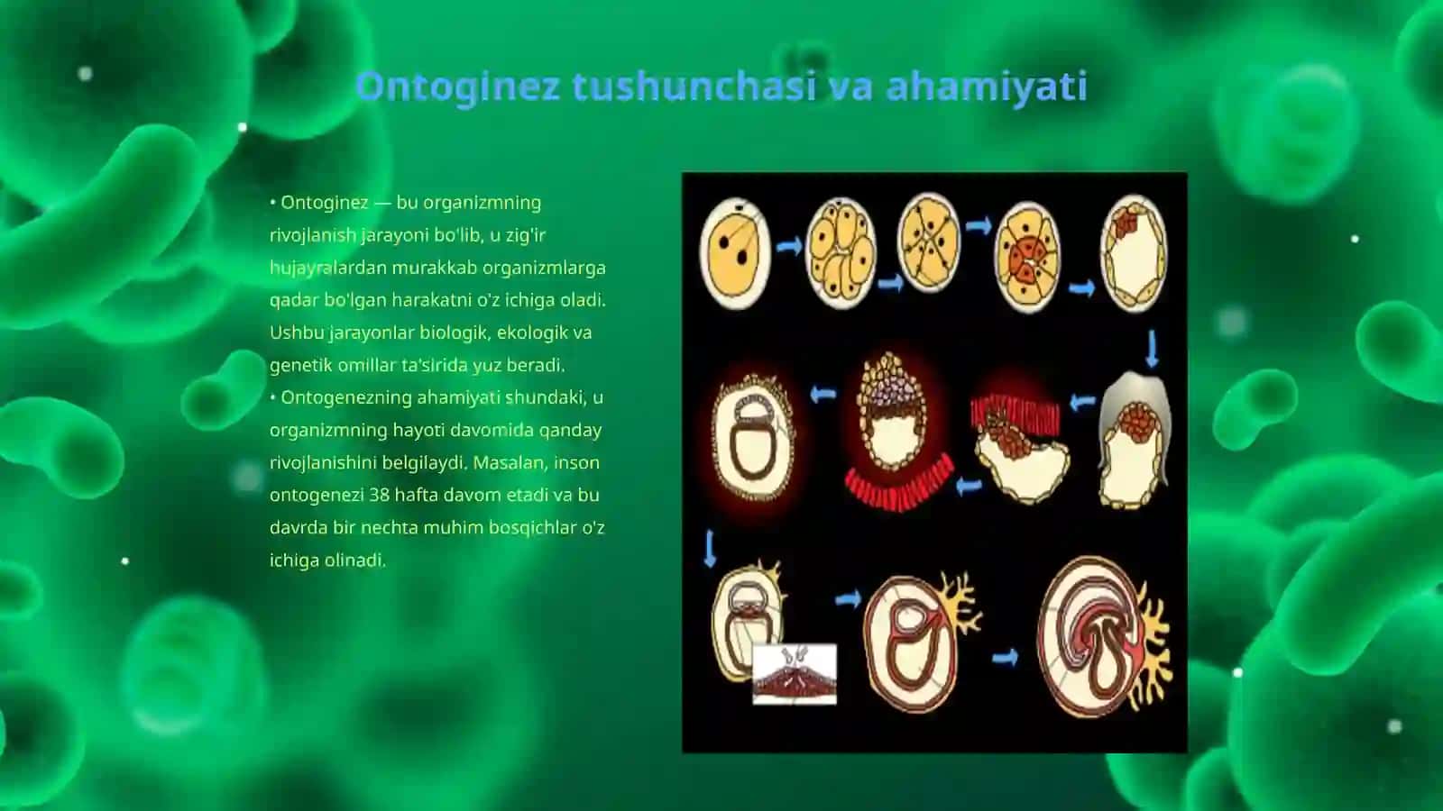 Organizmning individual rivojlanishi — ontoginez 3