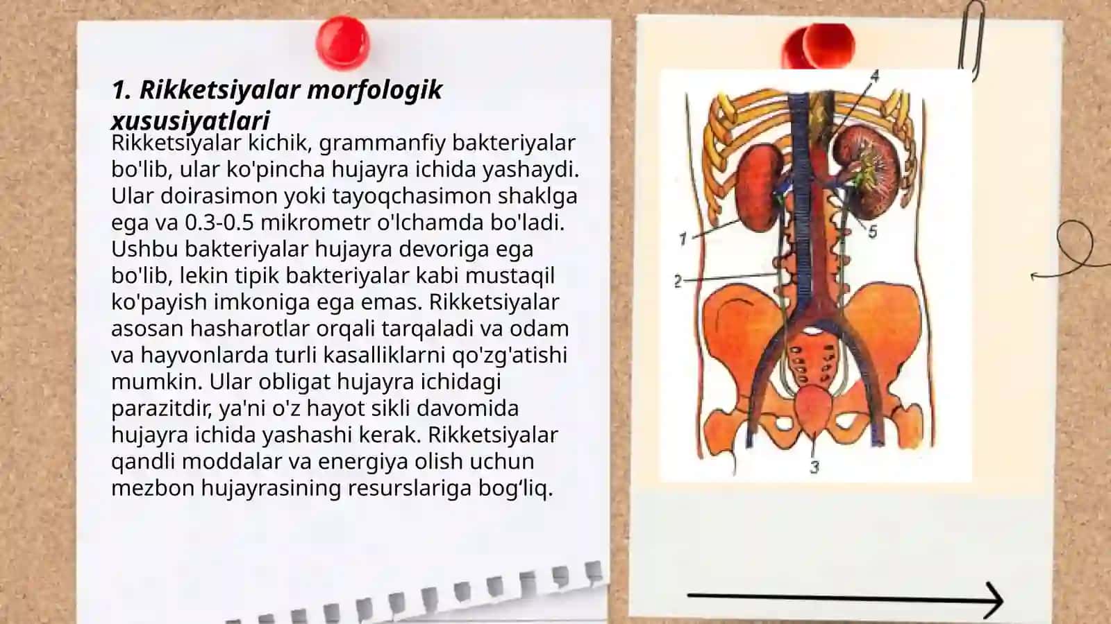 Rikketsiyalar morfologiyasi va tuzilishi 3