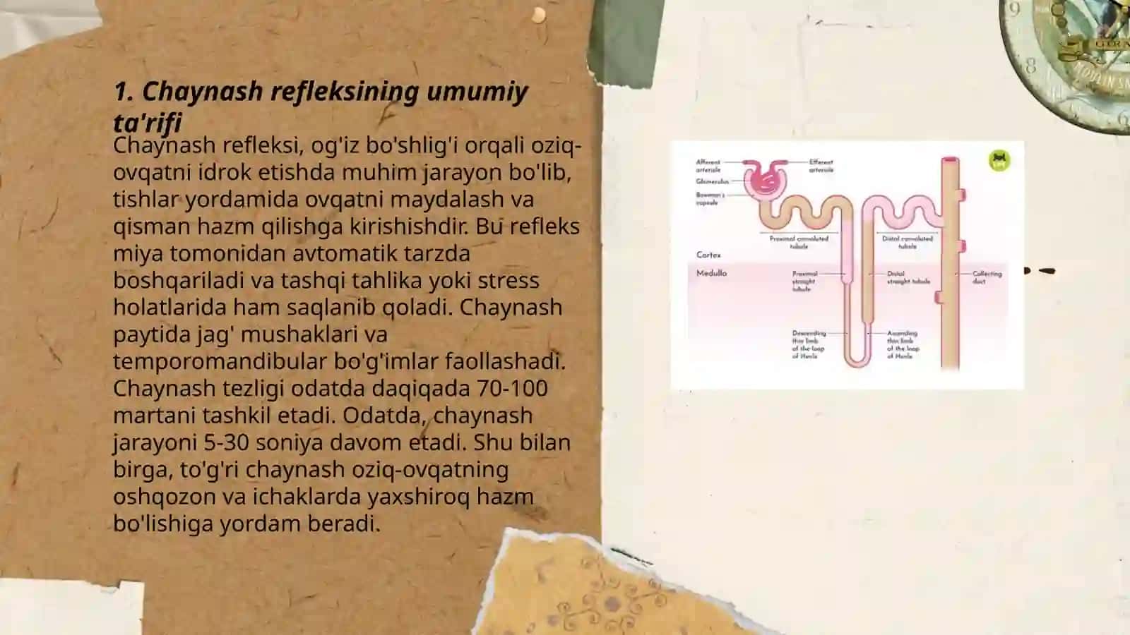 Chaynash reflekisining fiziyologik asoslari afferent-efferent yoʻllari 3