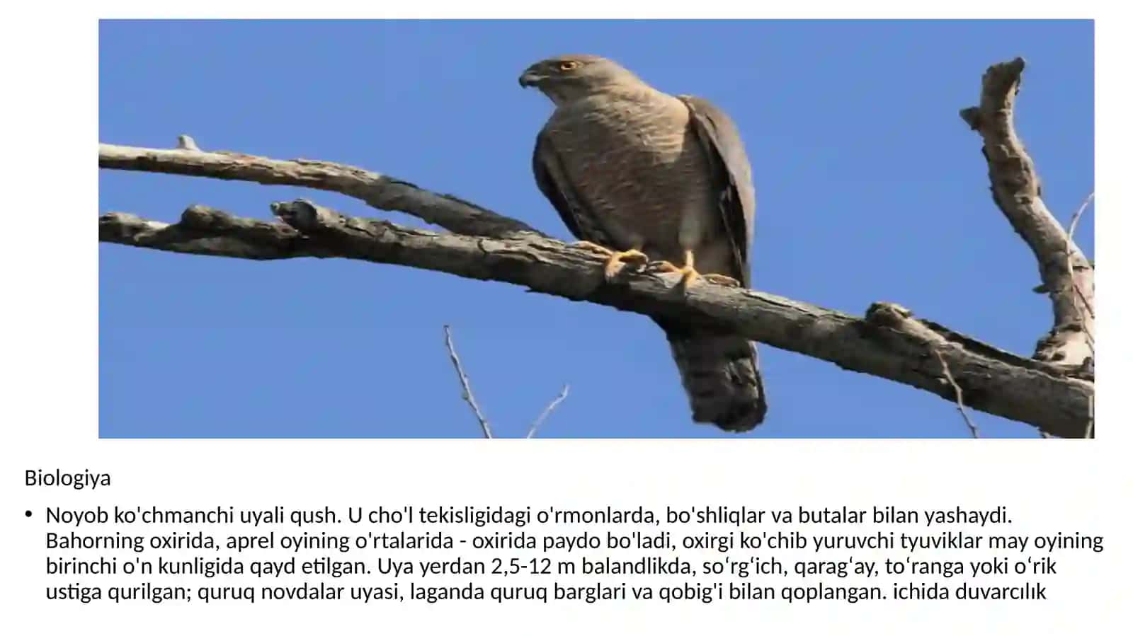 Accipiter badius-Turk ostomtovugi 3