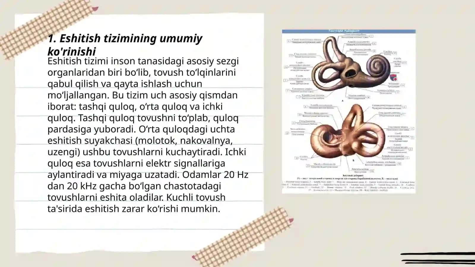 Inson eshitish organlari anatomiyasi va fizologiyasi 3
