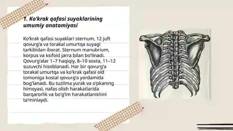 Koʻkrak qafasi suyaklari 3