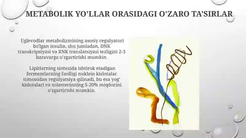 Nuklein kislotalar almashinuvining oqsil, lipid va uglevod almashinuvi bilan o‘zaro bog‘liqligi 3