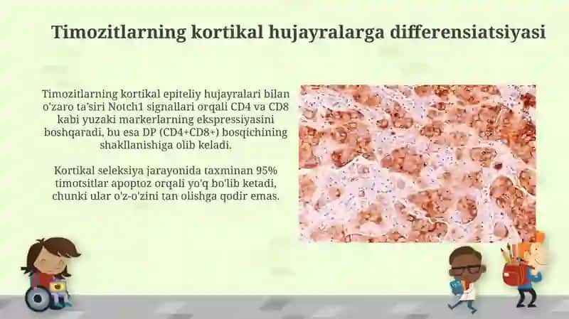 Timusdagi T-limfotsitlarning yetilish jarayoni( antigenga boģliq bòlmagan immunogenez) 3