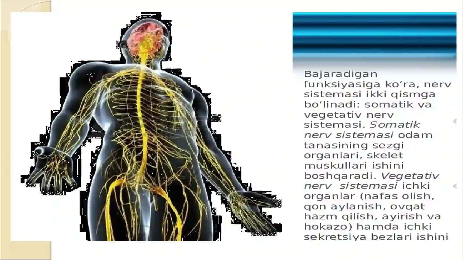 Vegetativ nerv sistemasi faoliyatini o’rganish 3