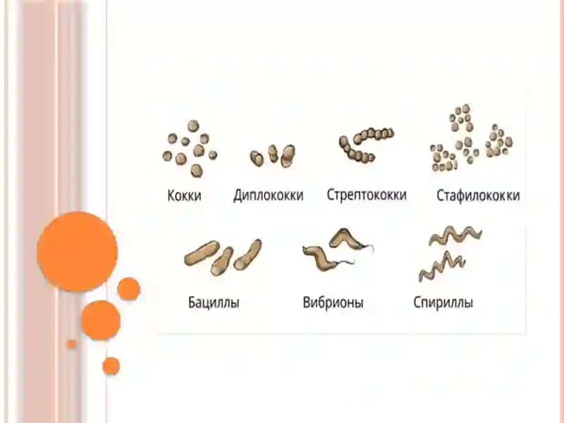 Shartlipatogen anaerobkokklarni 
(peptokokklar, peptostreptokokklar, veylonellalar) ularni xirurgik 3