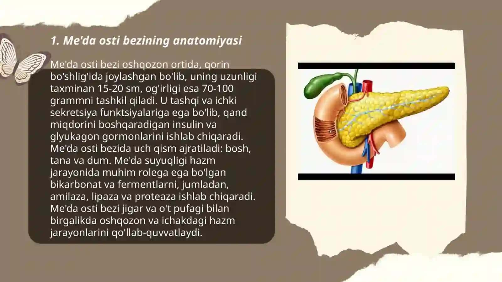 Me'da osti bezining anatomiyasi 3