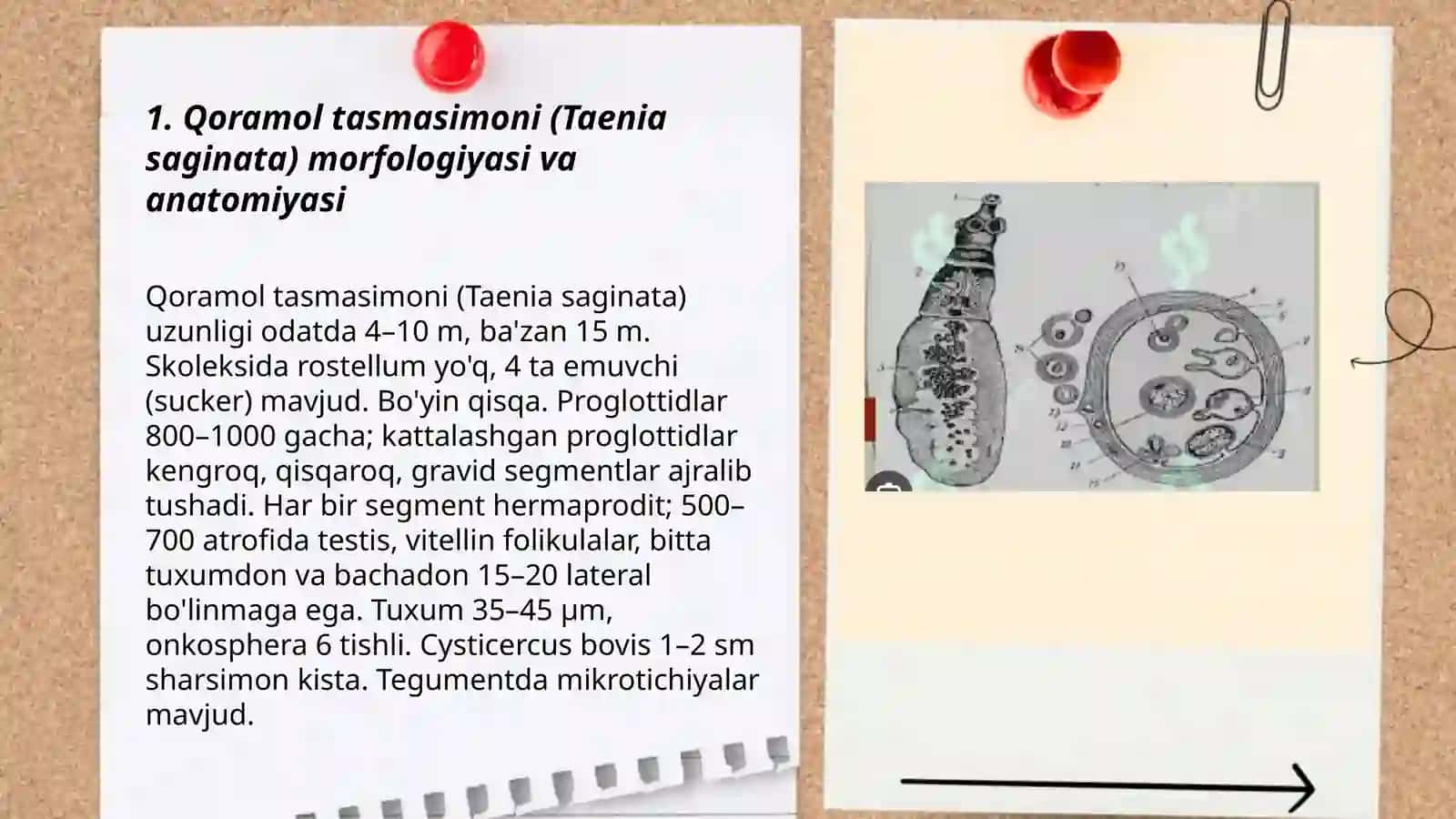 Odamlarda parazitlik qiluvchi tasmasimonlar qoramol tasmasimoni va cho'chqa solityori 3