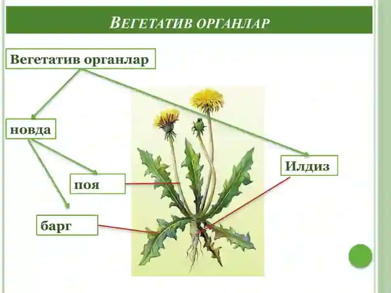 Фан.БОТАНИКА (Ўсимликлар анатомия ва морфологияси, тубан ўсимликлар) 3