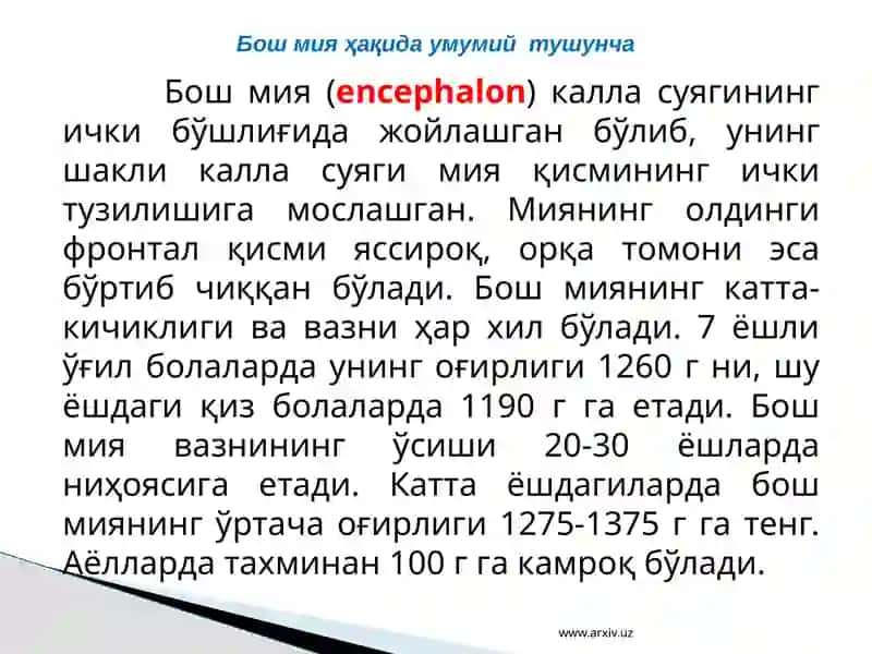 Бош миянинг тузилиши 3