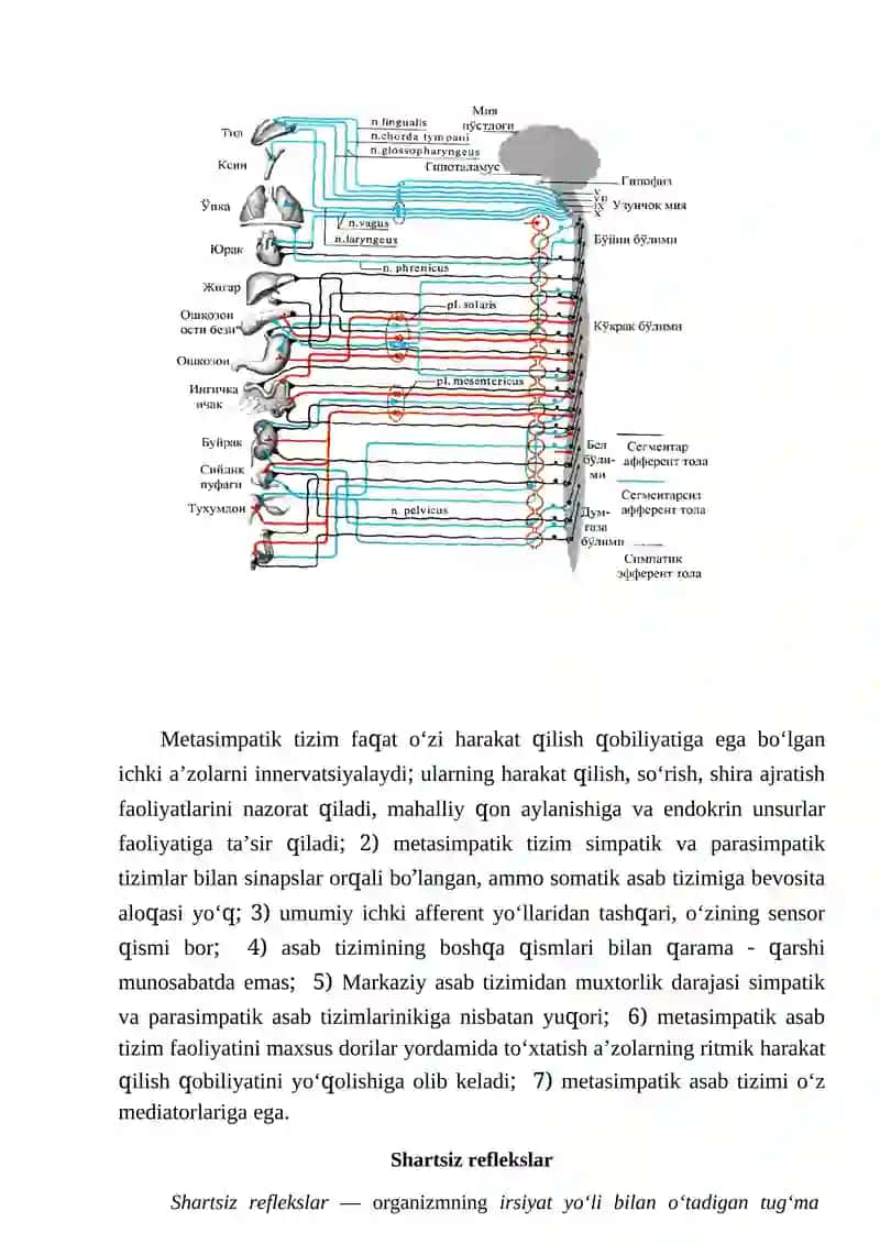 Seminar 4. VEGETATIV ASAB TIZIMI 3