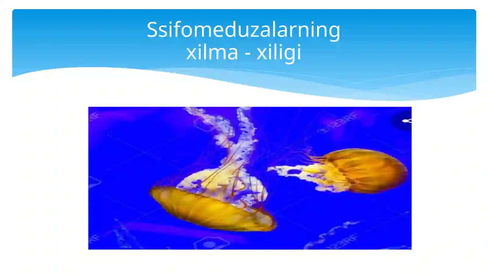 Aurelyaauritava aktiniyalarning tuzilishi 3
