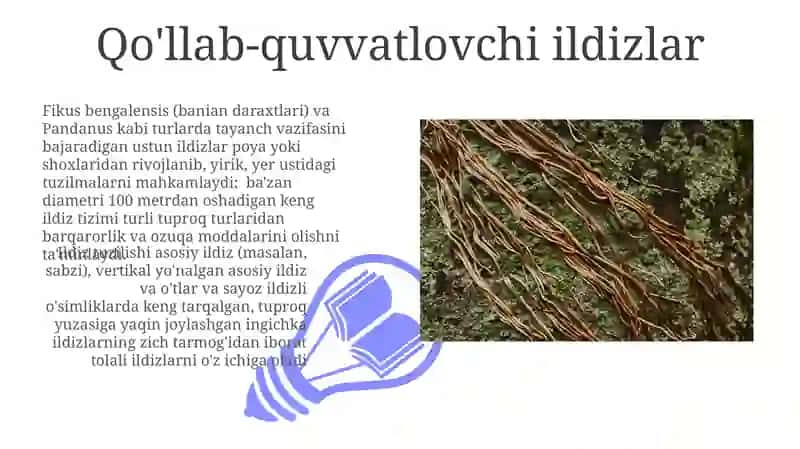 Ildiz tuzilishi va turlari 3