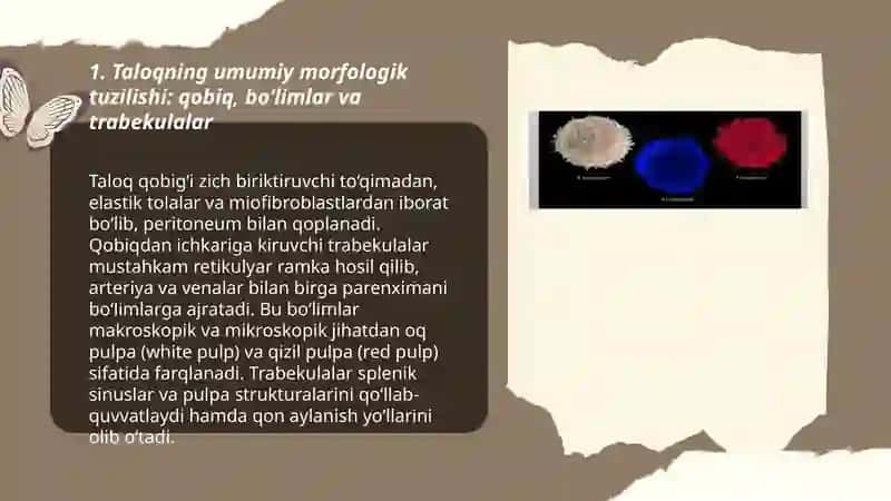 Taloq va limfa tuguni tuzilishi, T va B zonalar. Immunomorfologiya 3
