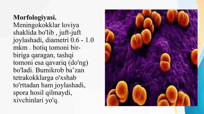 Neisseria meningitidis 3