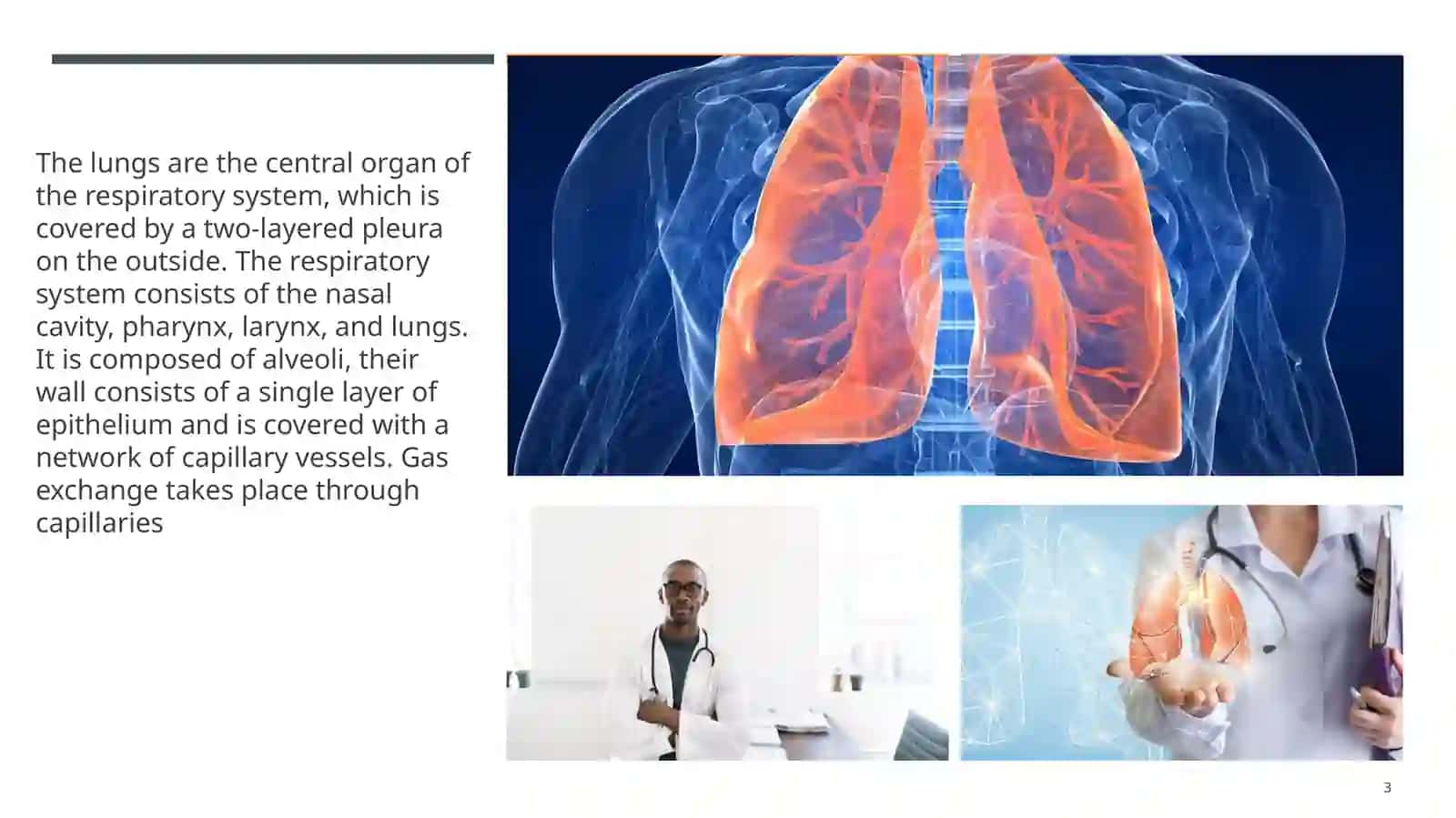 Lungs and pulmonary system 3