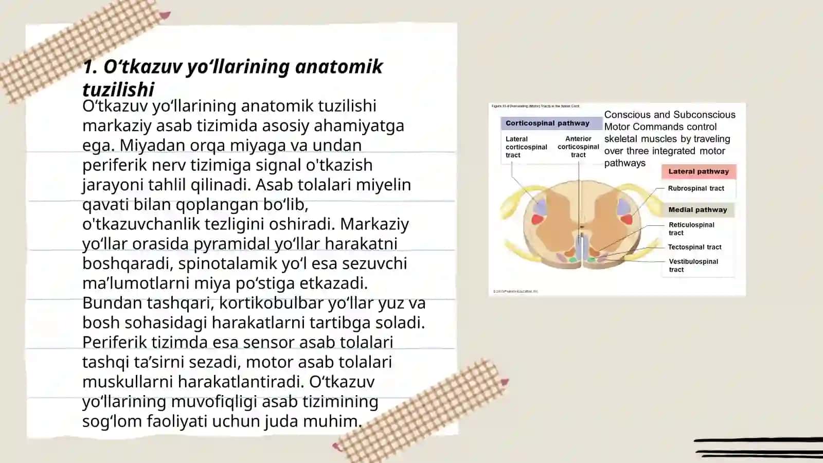 O‘tkazuv yo‘llarining anatomik tuzilishi 3