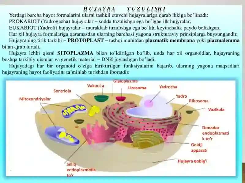Bakteriyahujayrasiningtuzilishi:doimiybo‘lganbakterialhujayratuzilmalari.Kimyoviytarkibivaularningfunksionalahamiyati 3