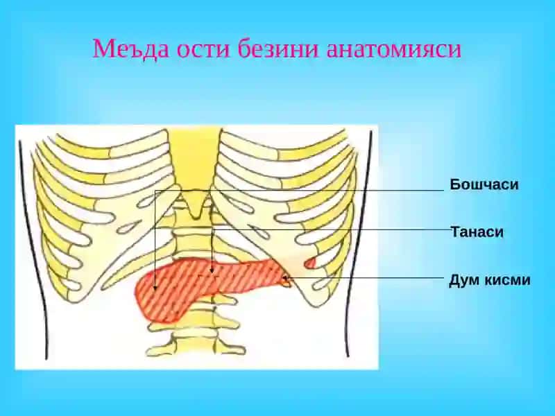 "«Ўткир ва сурун калимеъда ости бези касалликлари» маърузачит" 3