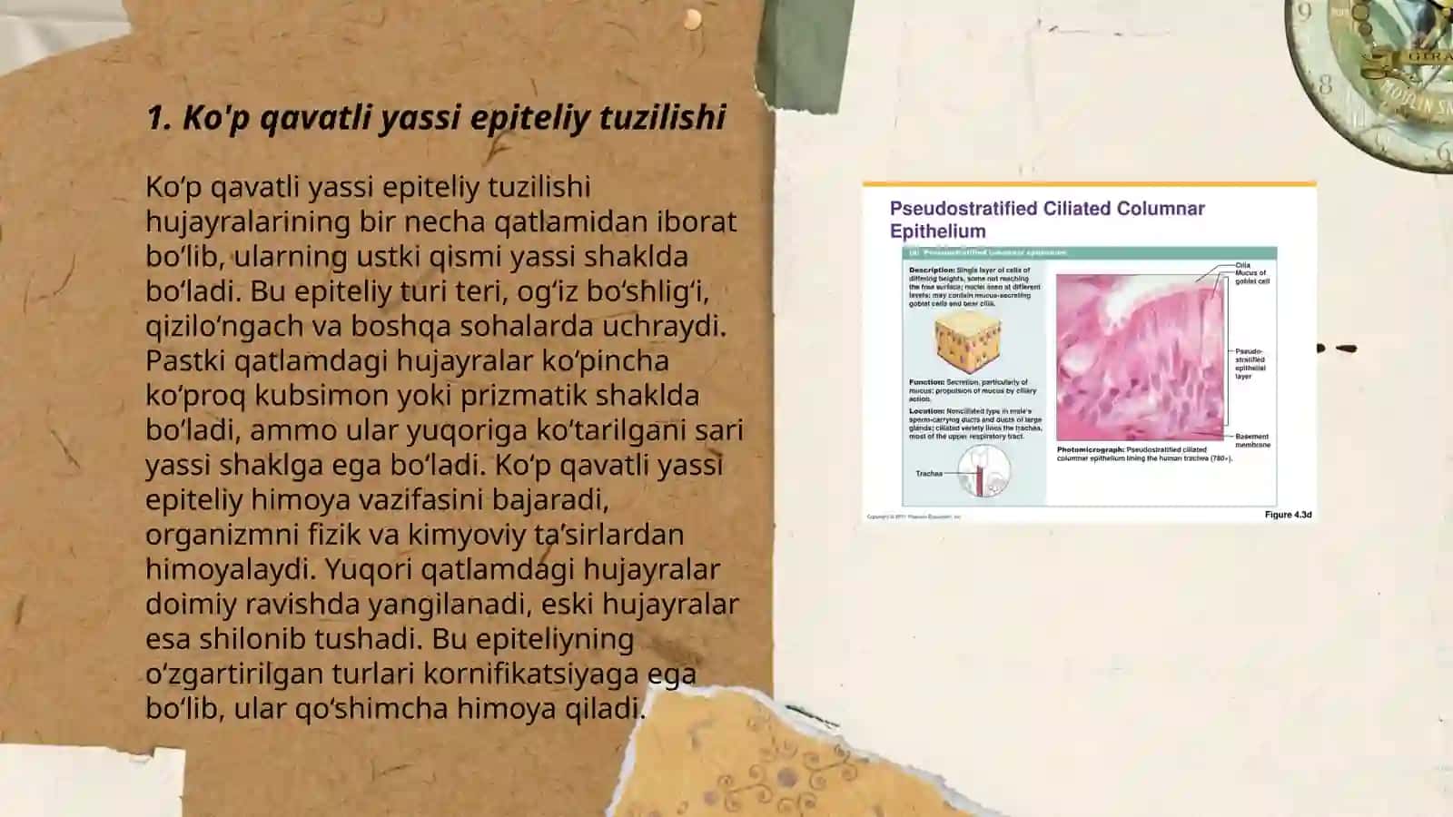 Ko'p qavatli muguzlanmaydigan yassi epiteliyning qavatlarini tahlil qilish 3