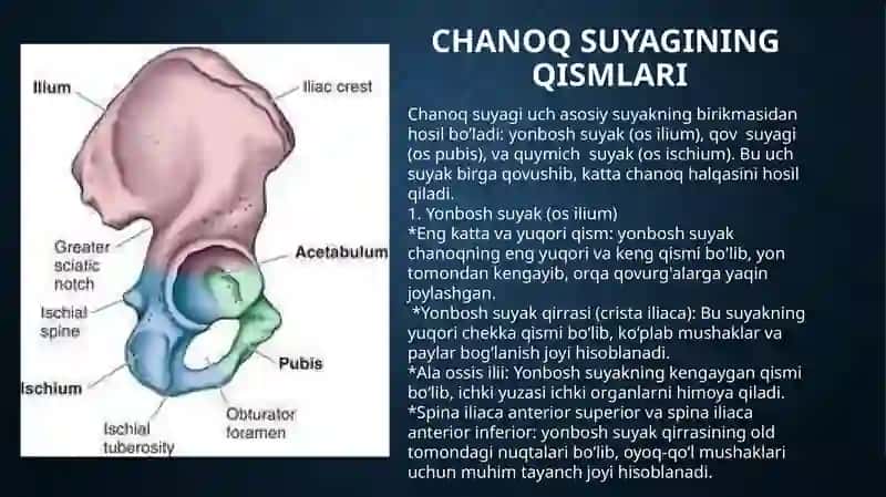 oyoq suyaklari anatomiyasi 3