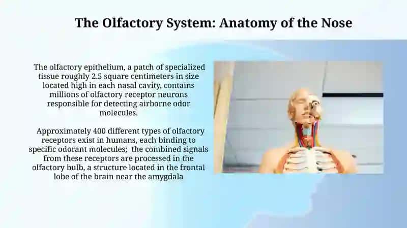 Anatomy of the human senses 3