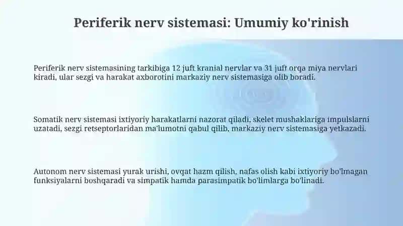 Periferik nerv tizimi haqida umumiy maʼlumot 3