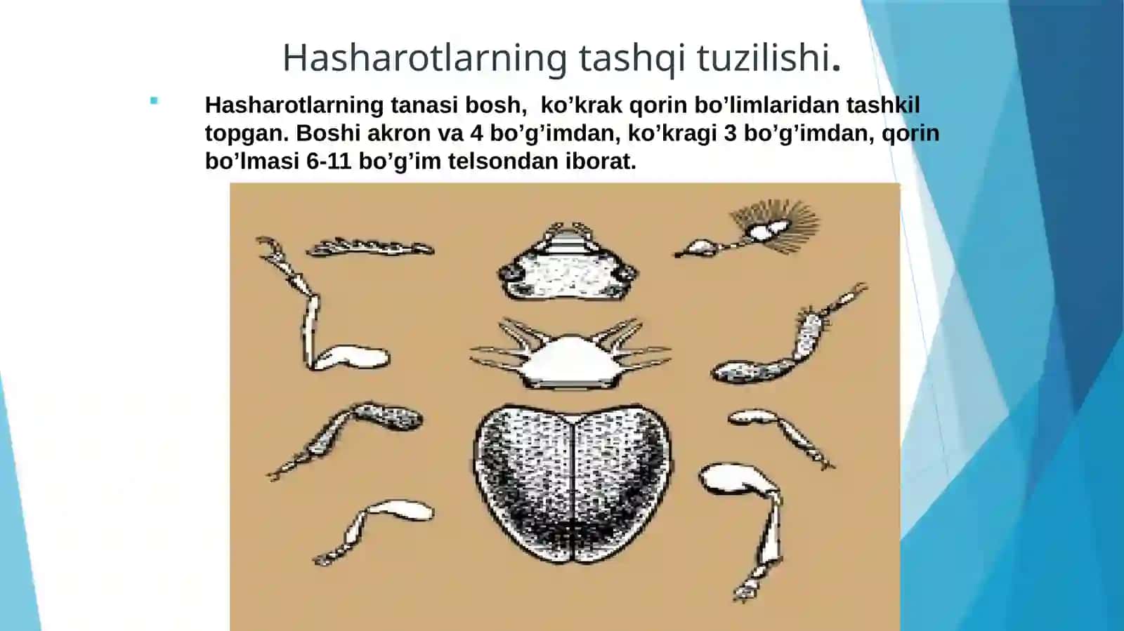 Hasharotlarning umumiy tuzilishi, tashqi morfologiyasi 3