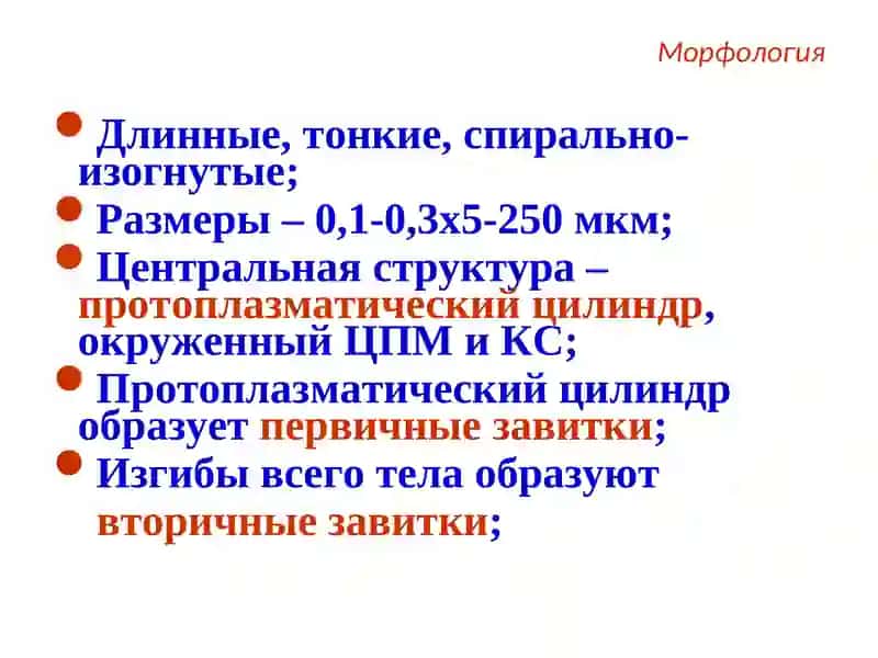 Патогенные спирохеты 3