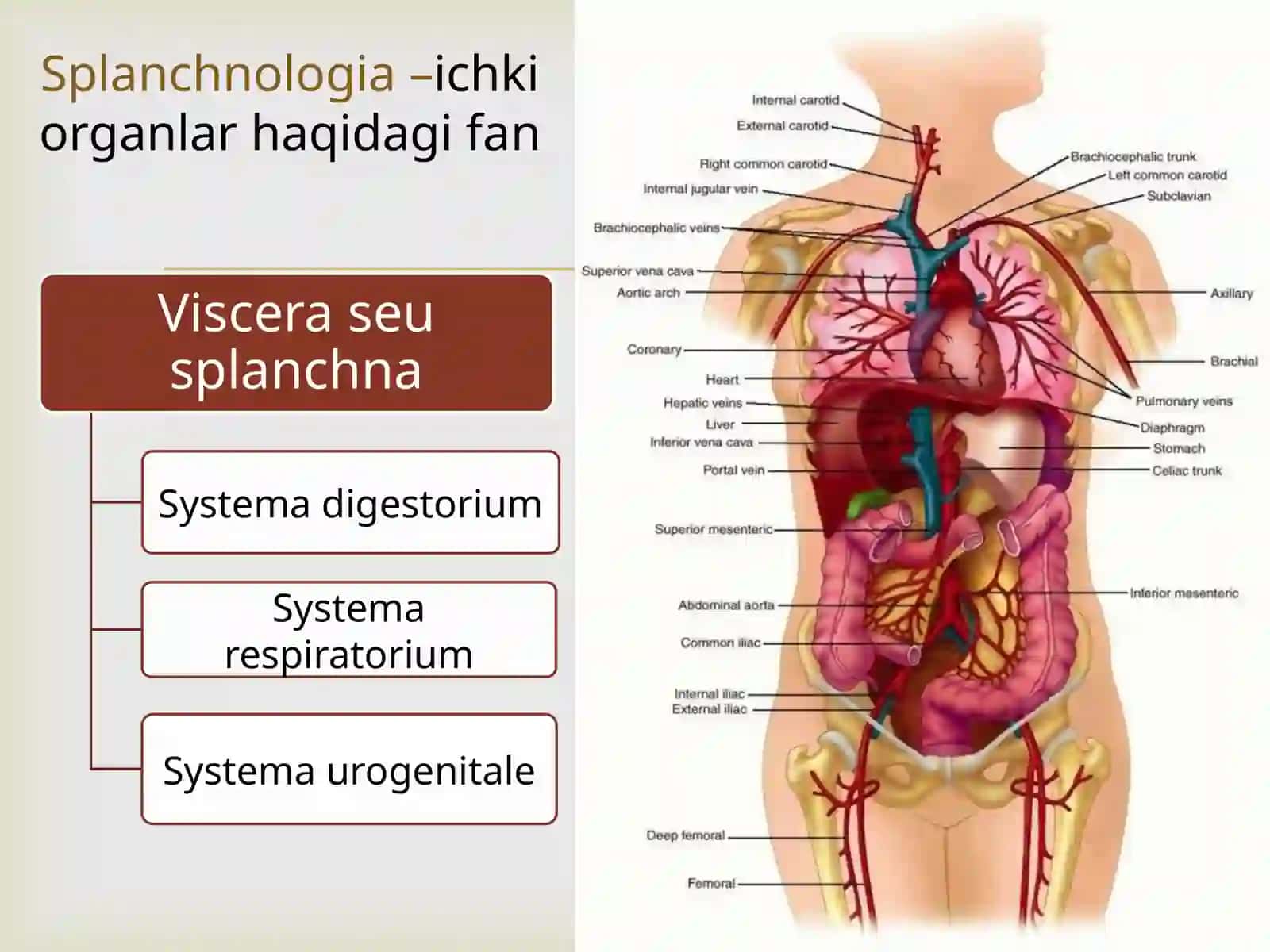 Splanchnologia 3