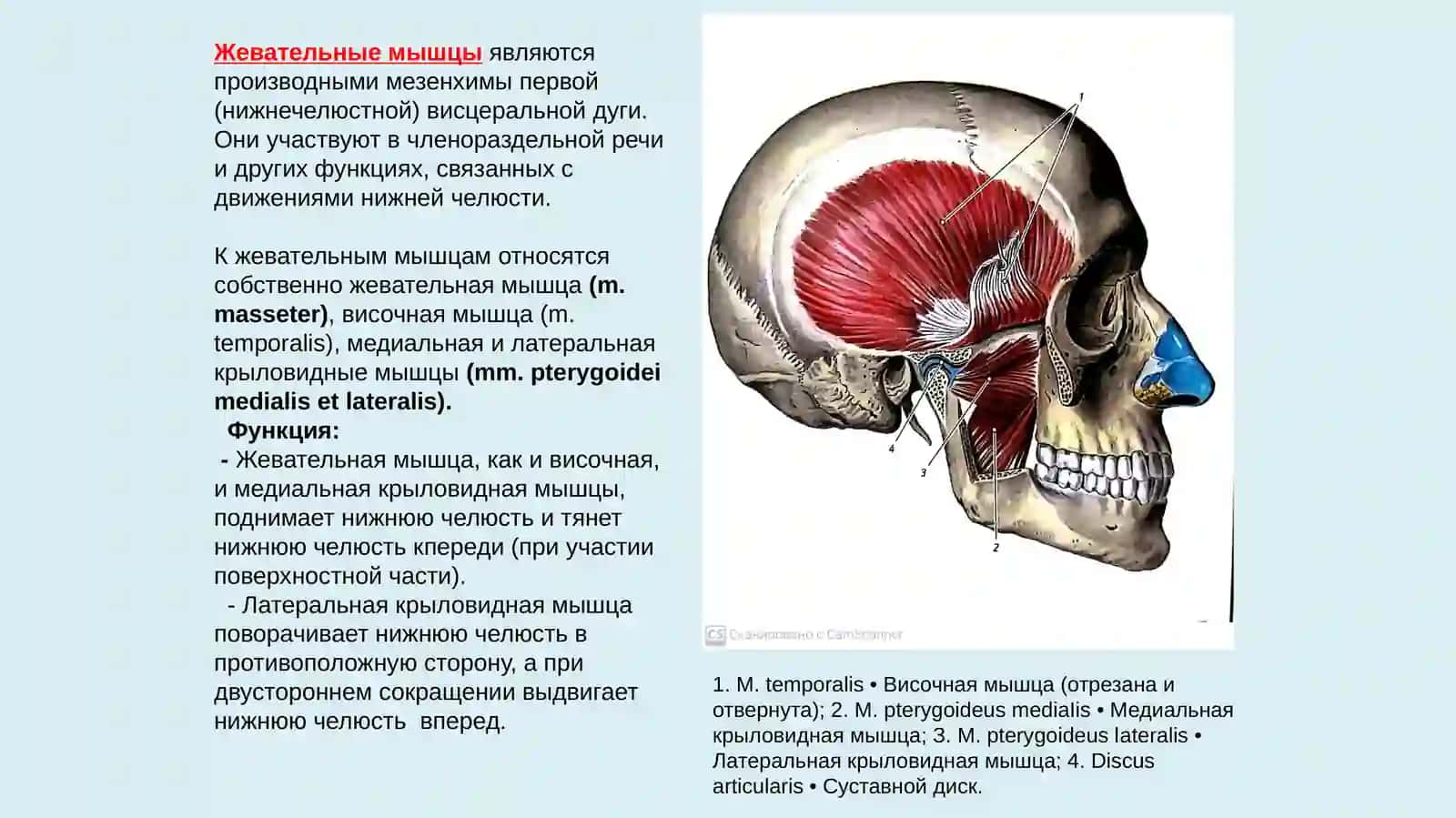 Мышцы головы 3