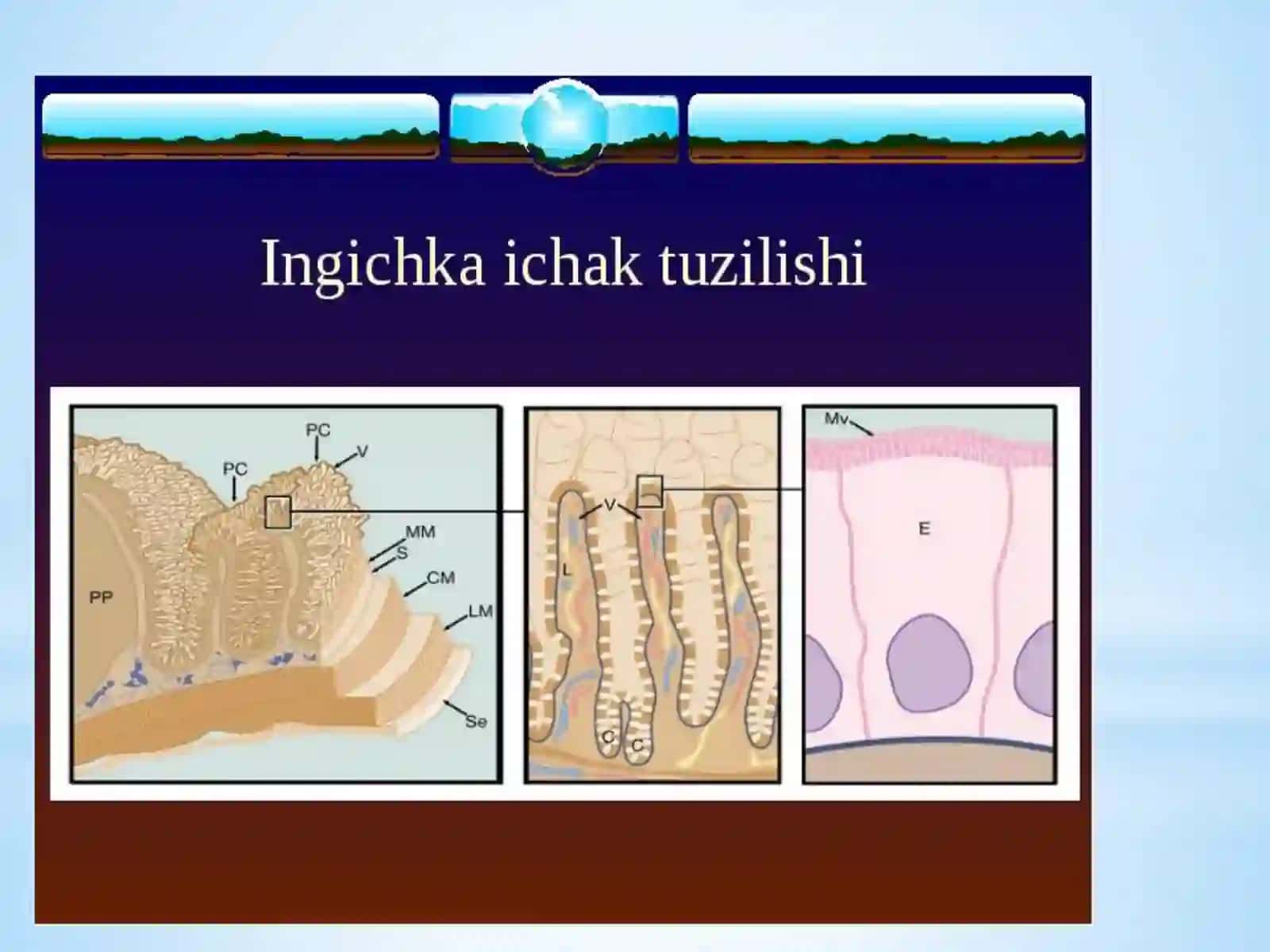 INGICHKAICHAKDAOVQAT HAZM BO'LISHI 3